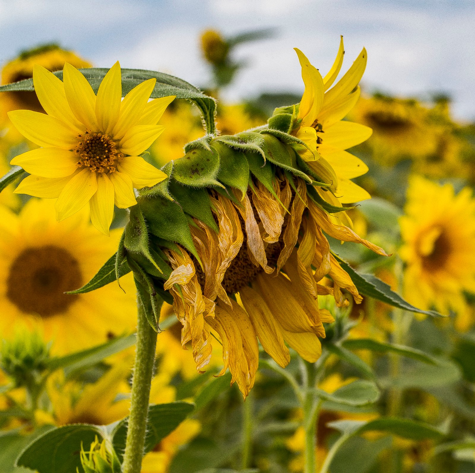 Frühe Menopause - Prof. Dr. Christian Thaler